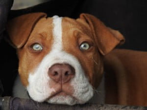 Pit bulls são tão ferozes como geralmente dizem?