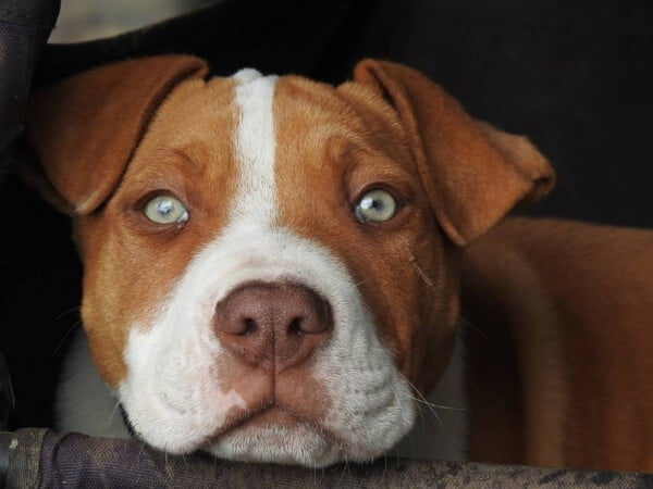 Pit bulls são tão ferozes como geralmente dizem?