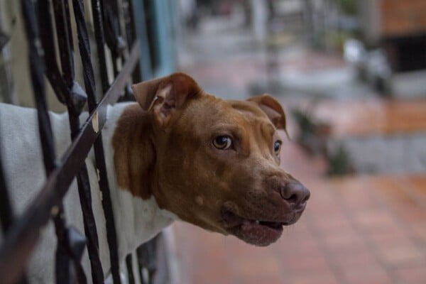 Pit bulls são tão ferozes como geralmente dizem?