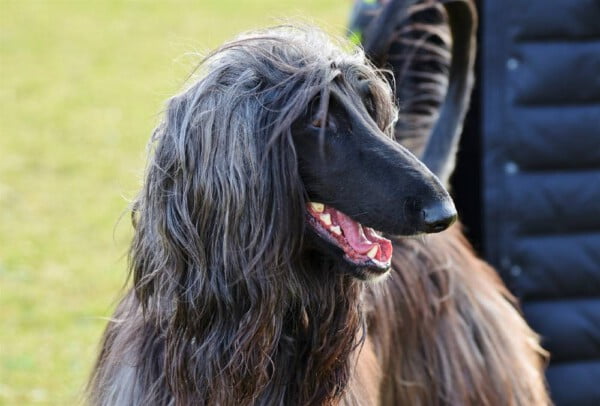 Raças de cachorro mais antigas