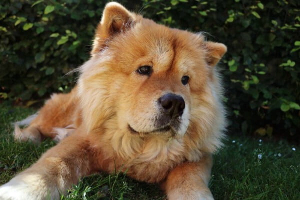 Raças de cachorro mais antigas