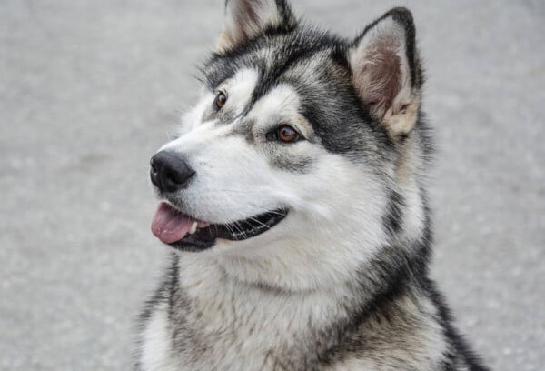 Raças de cachorro mais antigas