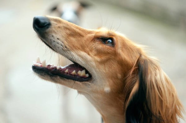 Raças de cachorro mais antigas