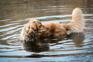 Por que os cachorros correm atrás do próprio rabo?