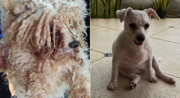 Cachorra passa por transformação depois de resgatada de um canil clandestino Cachorra passa por transformação depois de resgatada de um canil clandestino