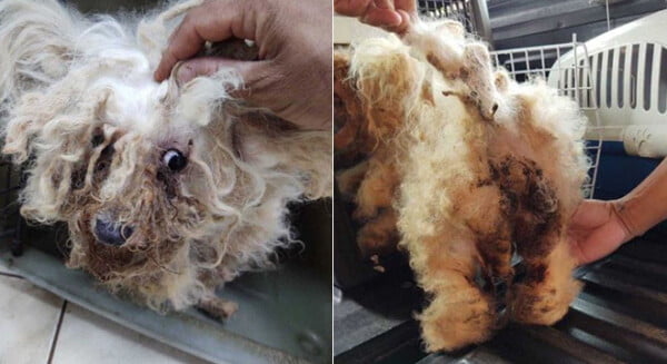 Cachorra passa por transformação depois de resgatada de um canil clandestino Cachorra passa por transformação depois de resgatada de um canil clandestino