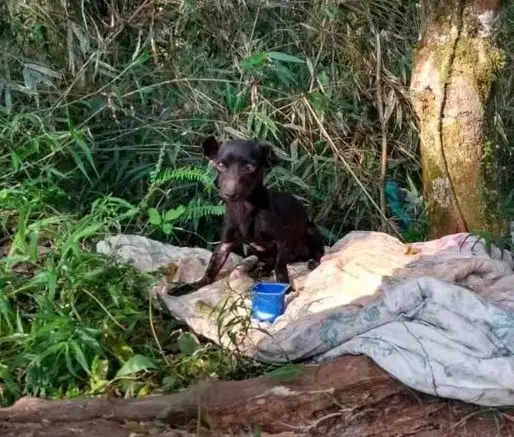 Ciclistas gaúchos salvam vira-lata abandonado em barranco Ciclistas gaúchos salvam vira-lata abandonado em barranco