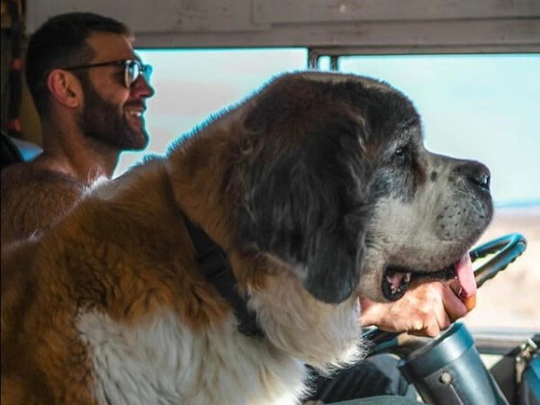 Homem pede demissão e viaja com cães Homem pede demissão e viaja com cães