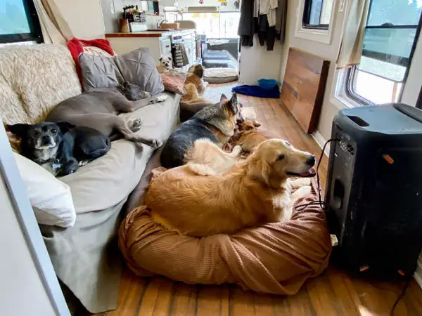 Homem pede demissão e viaja com cães Homem pede demissão e viaja com cães