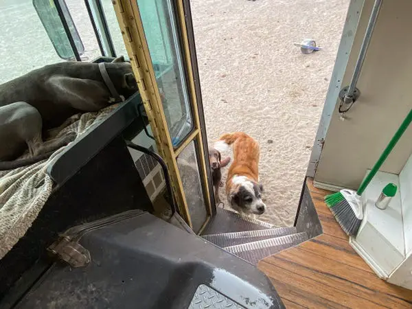 Homem pede demissão e viaja com cães Homem pede demissão e viaja com cães