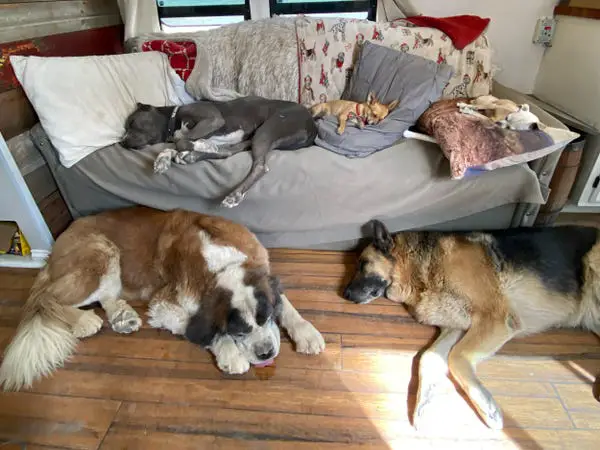 Homem pede demissão e viaja com cães Homem pede demissão e viaja com cães
