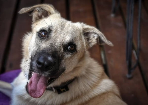 Os cachorros sabem que são fofos?