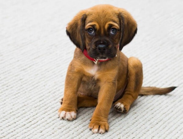 Os cachorros sabem que são fofos?