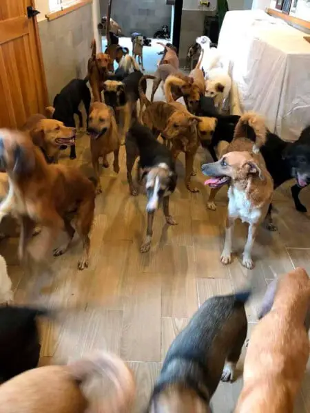 Homem acolhe 300 animais desabrigados para protegê-los de furação