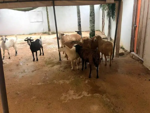 Homem acolhe 300 animais desabrigados para protegê-los de furação