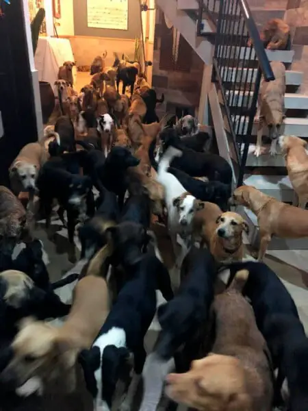 Homem acolhe 300 animais desabrigados para protegê-los de furação