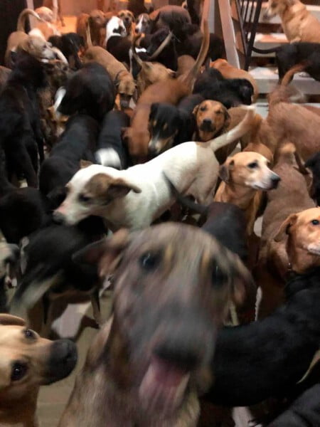 Homem acolhe 300 animais desabrigados para protegê-los de furação