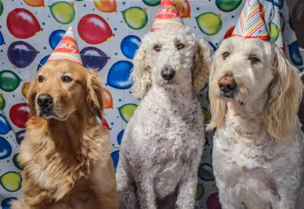 Dez maneiras de comemorar o aniversário do seu cão