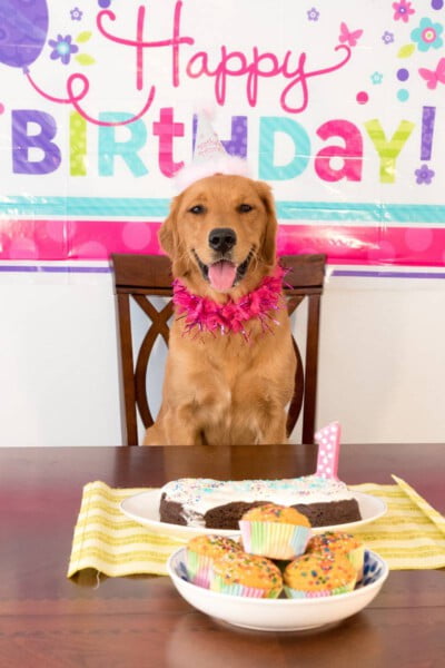 Dez maneiras de comemorar o aniversário do seu cão