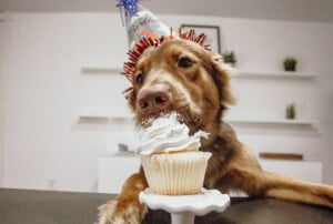 Dez maneiras de comemorar o aniversário do seu cão