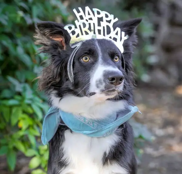 Dez maneiras de comemorar o aniversário do seu cão