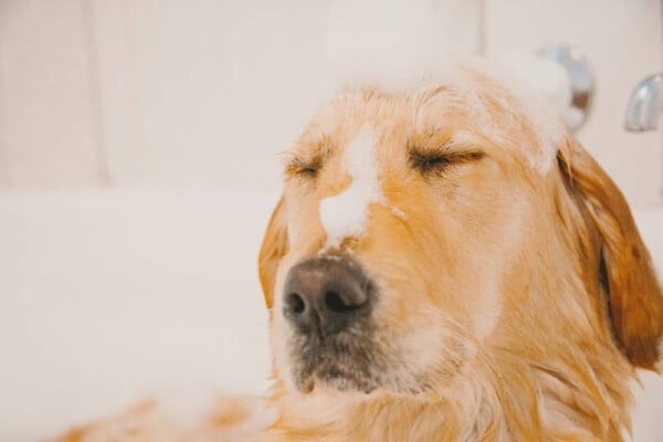 Cachorro cheirando mal - o que fazer?