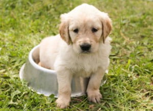 Cachorro comendo cocô - O que fazer?