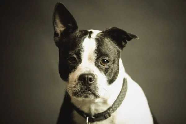 10 coisas que os cachorros odeiam Coisas que os cachorros odeiam