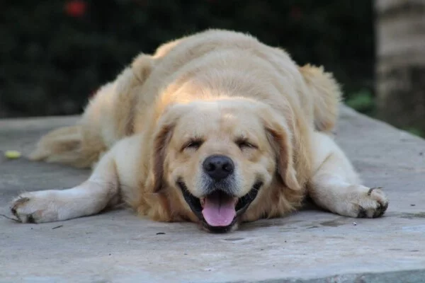 17 Coisas que o seu cachorro diria para você se ele pudesse falar Coisas que o seu cão diria para você se ele pudesse falar