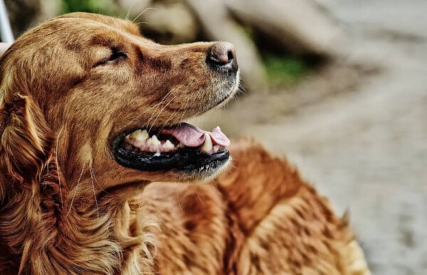 Coisas que o seu cão diria para você se ele pudesse falar