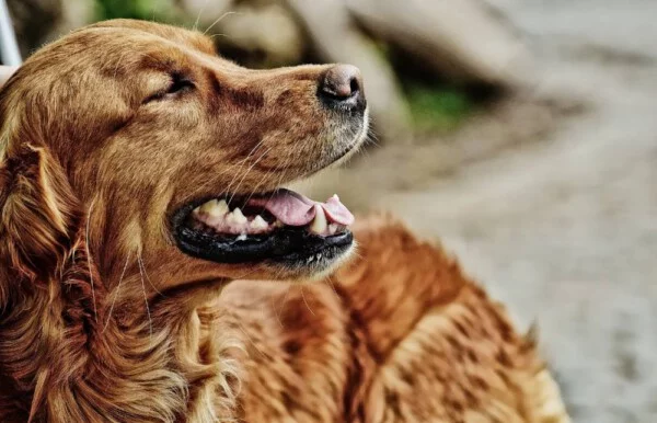 17 Coisas que o seu cachorro diria para você se ele pudesse falar Coisas que o seu cão diria para você se ele pudesse falar