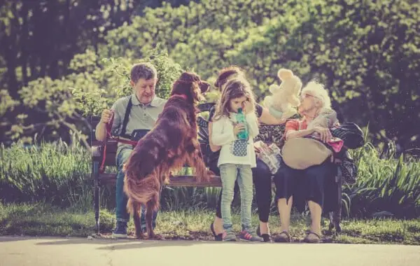 20 curiosidades sobre cachorros