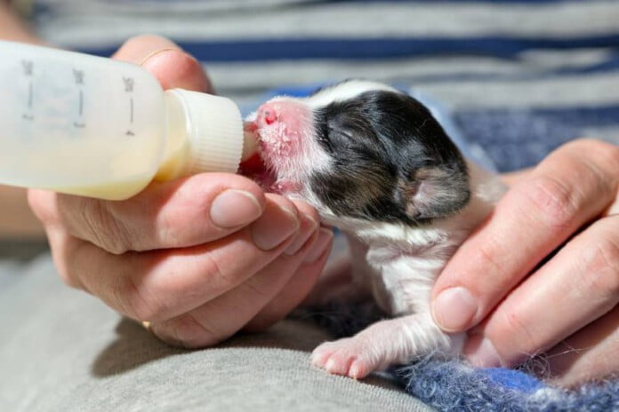 Pode dar leite para filhote de cachorro?