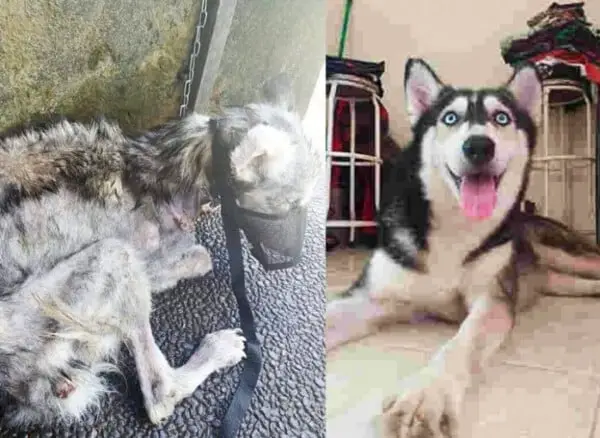 Husky tem recuperação surpreendente após ser resgatada O resgate do husky