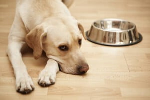 Pode dar fígado de boi cru para cachorro