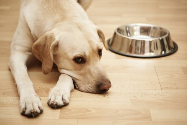 Pode dar fígado de boi cru para cachorro