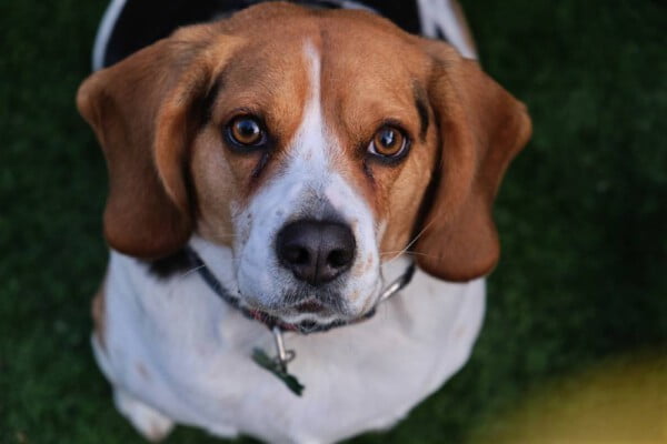 raças de cachorros que vivem mais