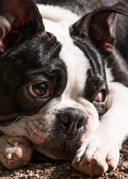 raças de cachorros que vivem mais