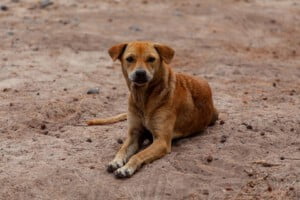 Cachorros abandonados na rua - A importância de adotar