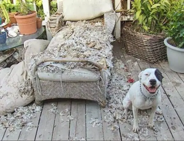 Como lidar com um cachorro bagunceiro