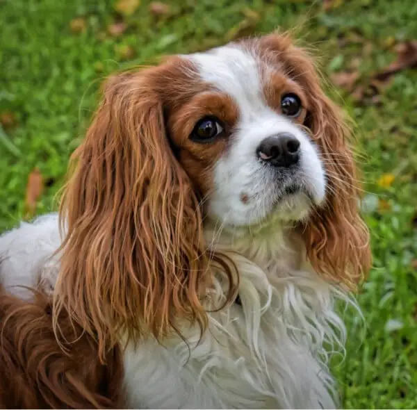 As raças de cachorros mais caras do mundo