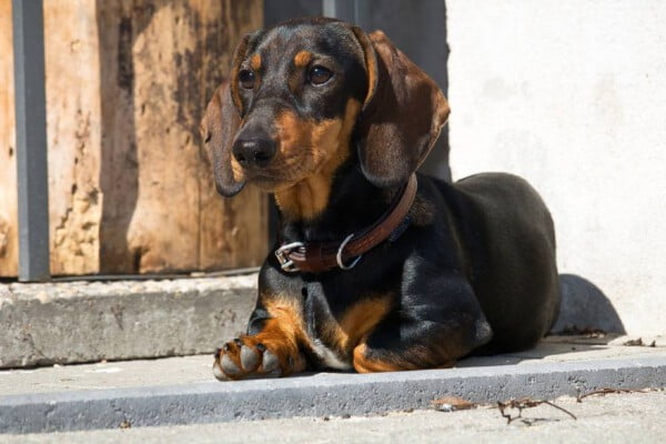 raças de cachorros que vivem mais