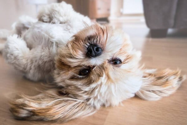 raças de cachorros que vivem mais