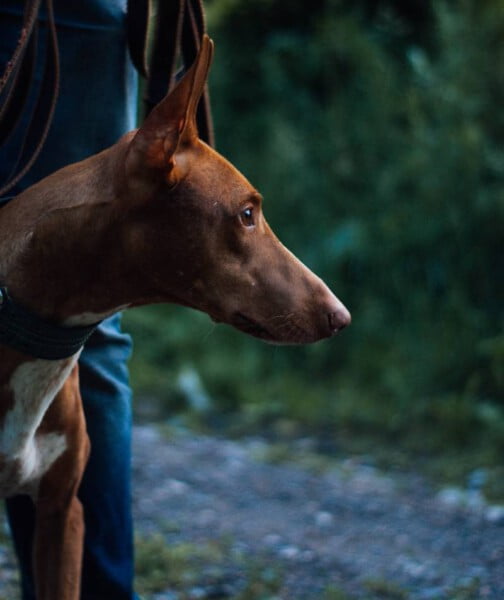 Top raças de cachorros mais caras do mundo