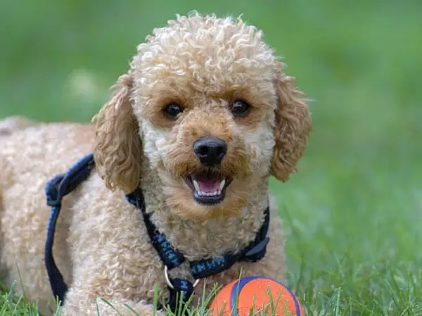 raças de cachorros que vivem mais