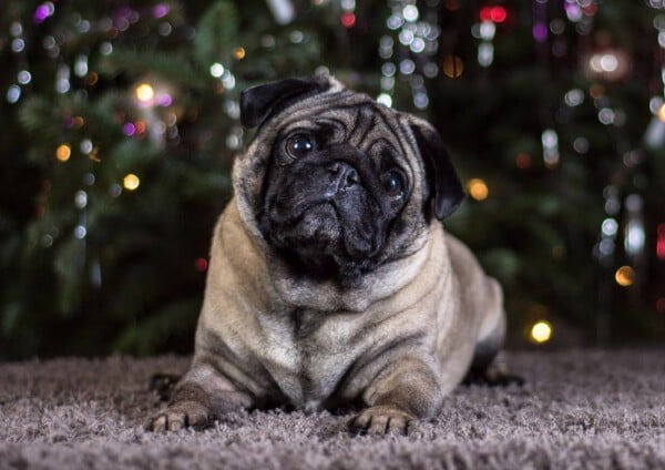 raças de cachorros que vivem mais