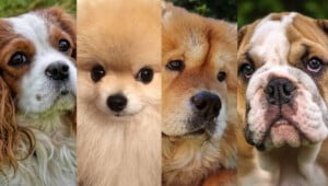 Top raças de cachorros mais caras do mundo