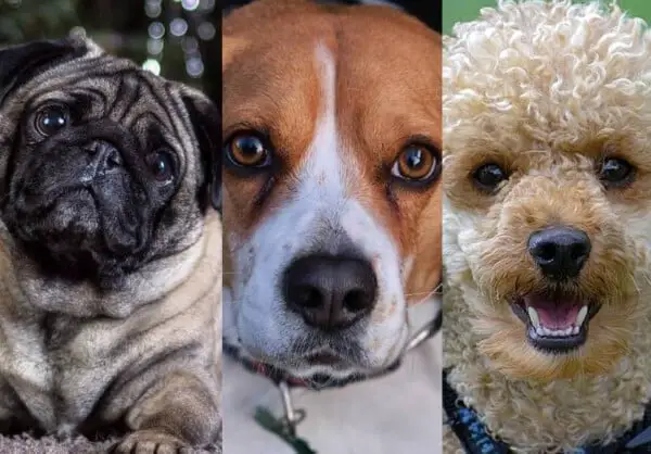 raças de cachorros que vivem mais