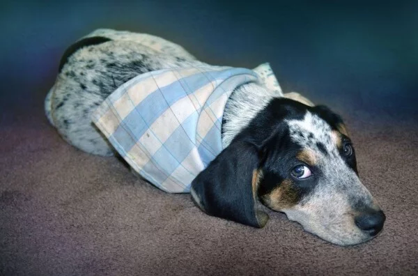 Posso dar remédios de humanos para meu cachorro? Posso dar remédios de humanos para meu cachorro?