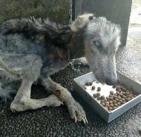 Husky tem recuperação surpreendente após ser resgatada Husky tem recuperação surpreendente após ser resgatada